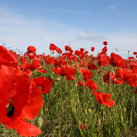 In Damgarten דירה ריבניץ-דאמגארטן